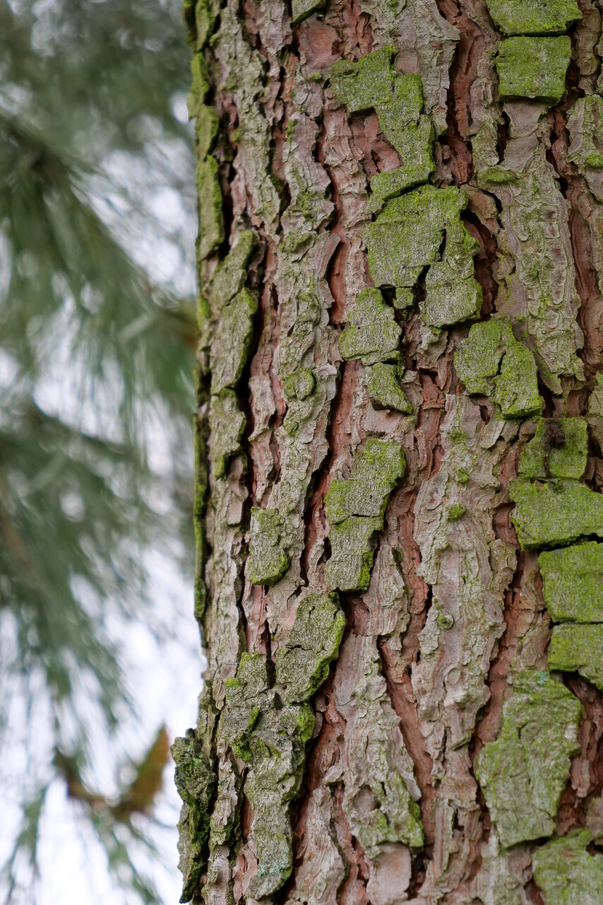Pinus pinaster Maritime pine Pepinierele Van den Berk
